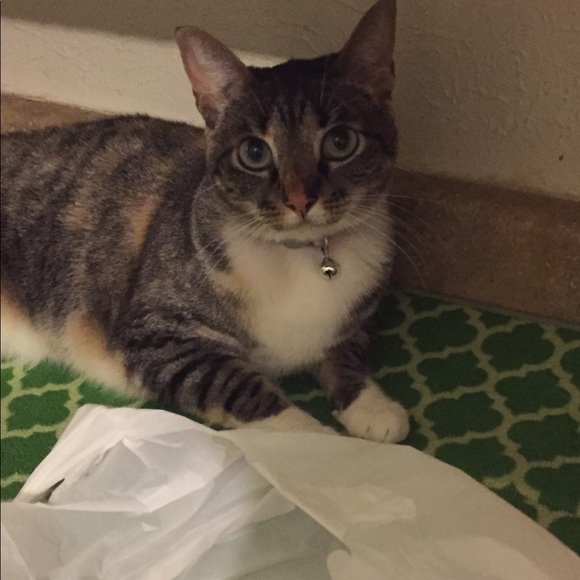 Meet your Posher, Amani - Picture 5 of 7